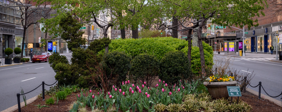 the Broadway Mall end bed at 66th street in Lincoln Square with pink tulips and other spring flowers