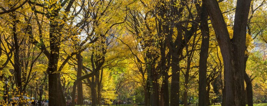 Central Park with fall folliage