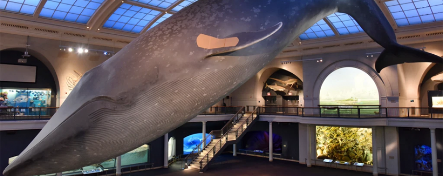 blue whale with bandaid at american museum of natural history