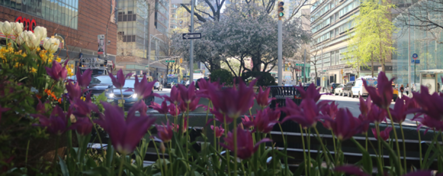 Celebrate Earth Day in Lincoln Square