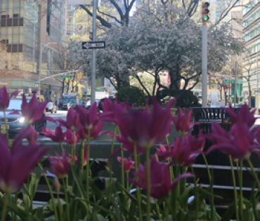 Celebrate Earth Day in Lincoln Square