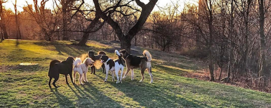 Advisory: NYC Parks & Health Dept. Advise Dog Owners to Keep Dogs on Leash in Central Park