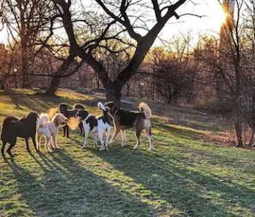 Advisory: NYC Parks & Health Dept. Advise Dog ...