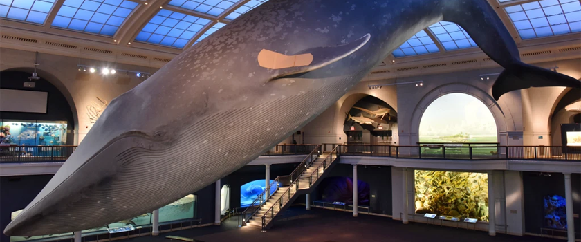 blue whale with bandaid at american museum of natural history